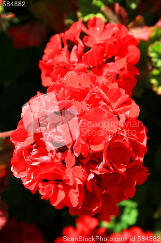 Image of Red Geranium Flower