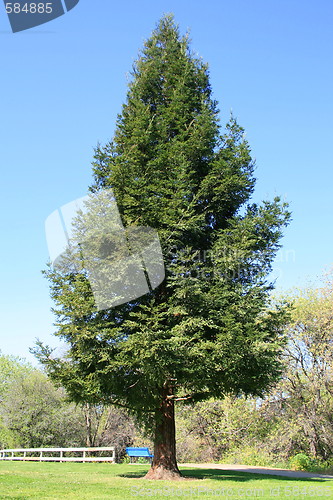 Image of Redwood Tree