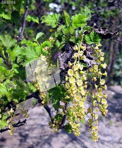 Image of bloomin currant bush