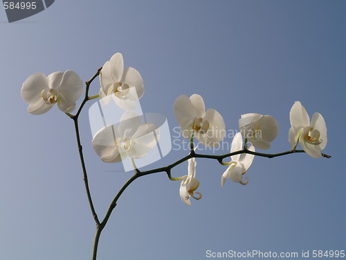 Image of white orchid