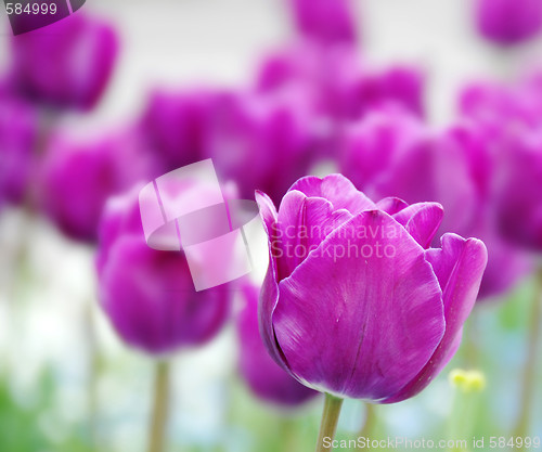 Image of Purple tulips background