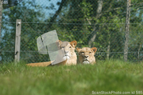 Image of Two Lions