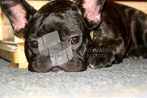 Image of french bulldog