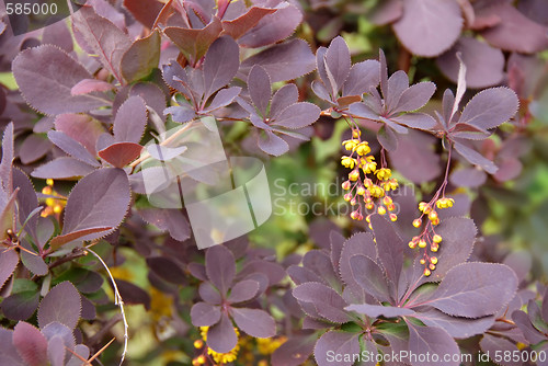 Image of Spring floral background