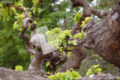 Image of Tree branch