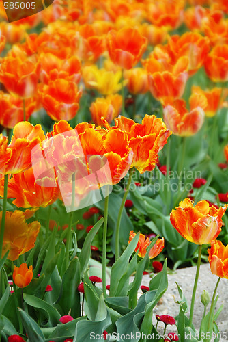 Image of Orange tulips background