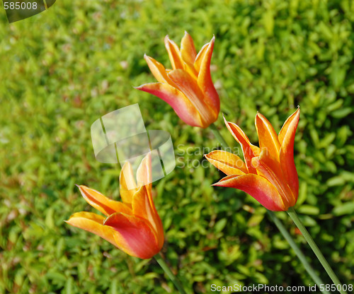 Image of Three orange tulips
