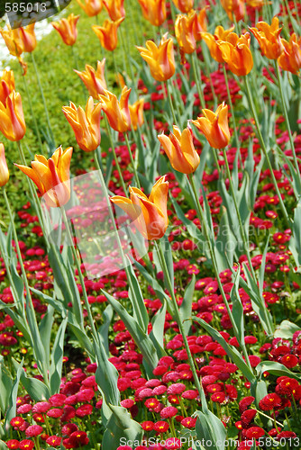 Image of Orange tulips background