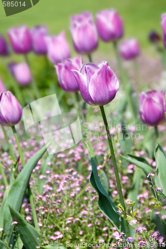 Image of Purple tulips background