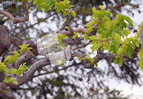 Image of Tree branch