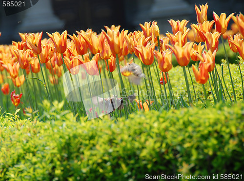 Image of Sparrows among orange tulips