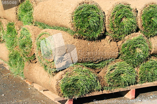 Image of Rolls Of Sod