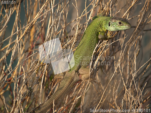 Image of Lizard resting