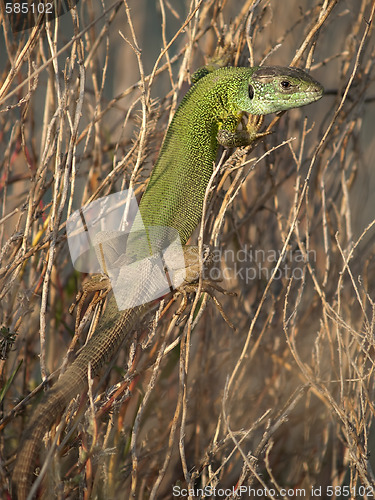 Image of Lizard resting