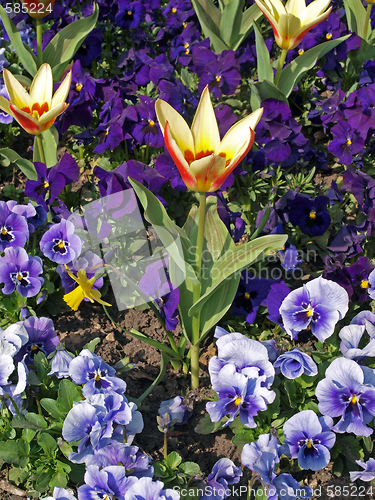 Image of Tulip in bloom.