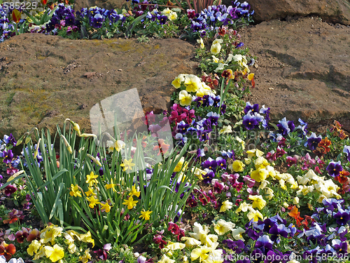 Image of Spring flower bed