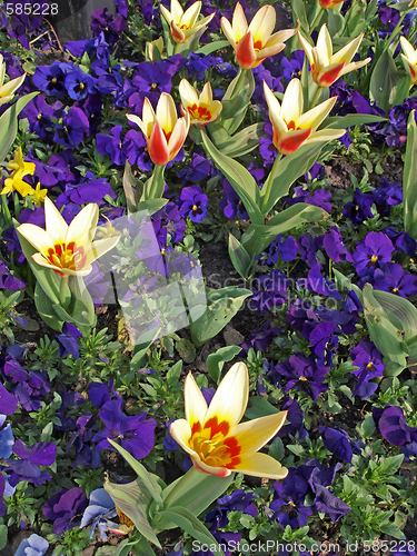 Image of  Spring flowers     