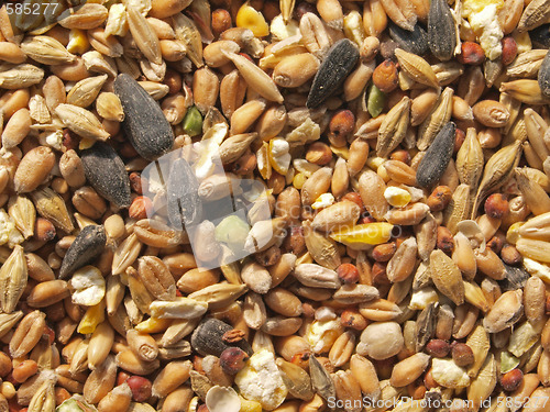 Image of Wild bird seed.