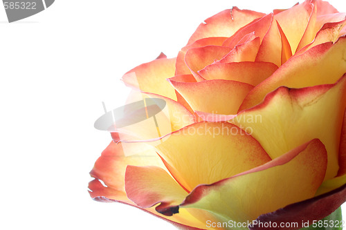 Image of Rose