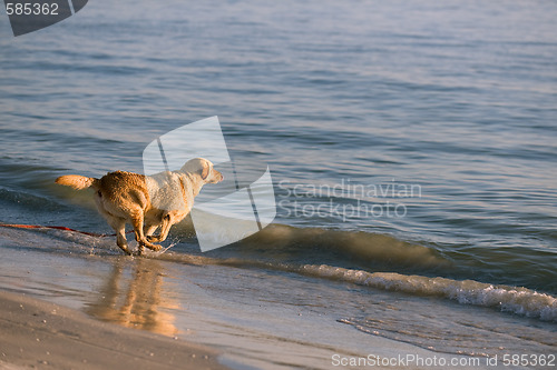 Image of Playing Golden Retriever