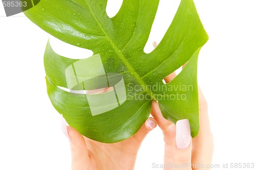 Image of female hands with green leaf