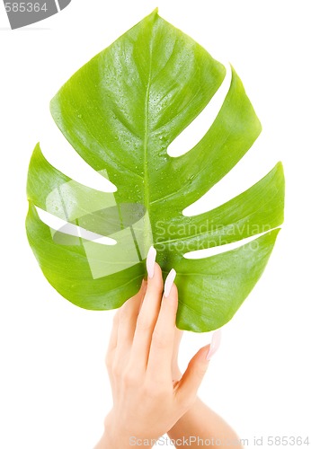 Image of female hands with green leaf