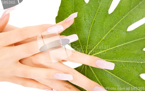 Image of female hands with green leaf