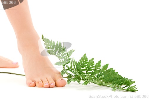 Image of female feet with green leaf