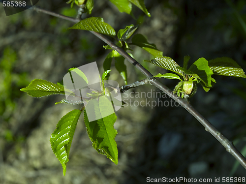 Image of Leaves