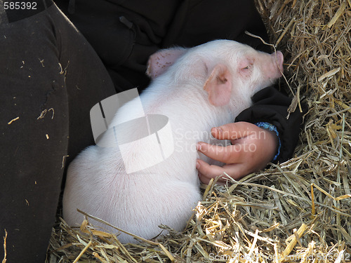Image of Cute piglet
