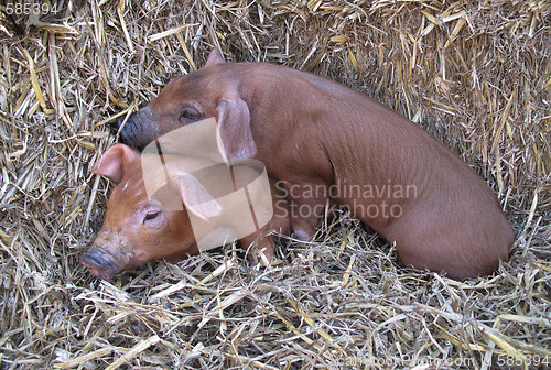 Image of Cute piglets