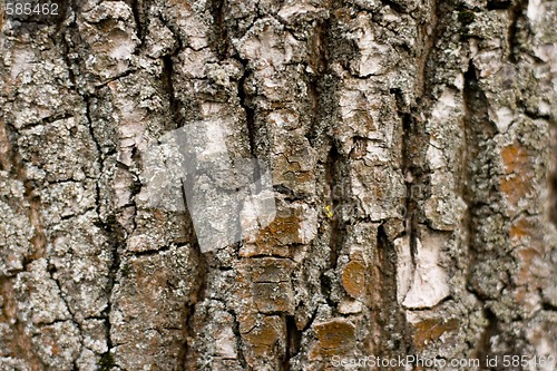 Image of old tree bark