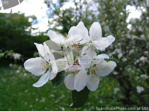 Image of Apple blossom