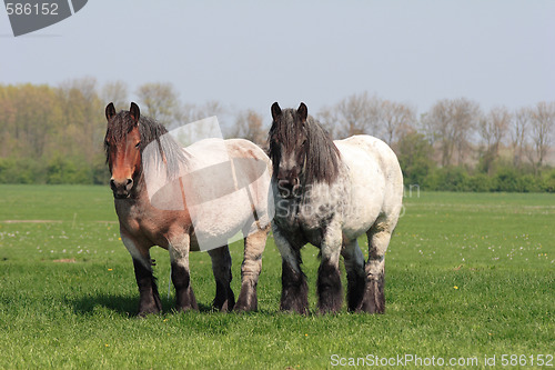 Image of Two horses