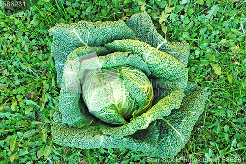 Image of head of cabbage over grass