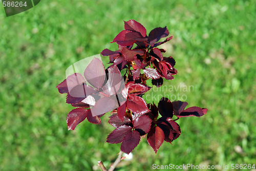 Image of pink young leaves over green