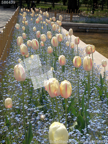 Image of Tulips