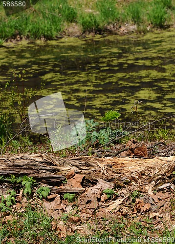 Image of Springtime In The Swamp