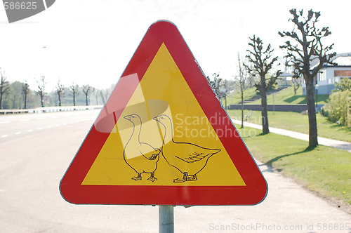 Image of Crosswalk for goose