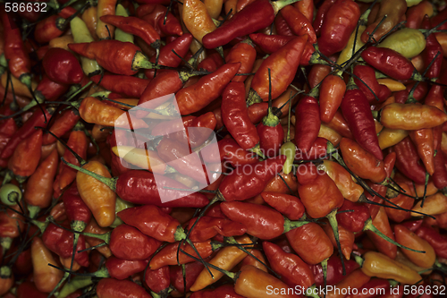 Image of Chilli
