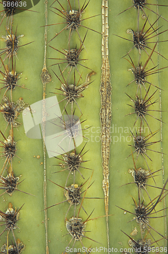Image of cactus