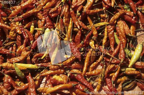 Image of Chilli