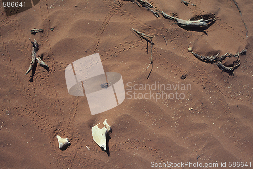 Image of Lizardtracks in desert.