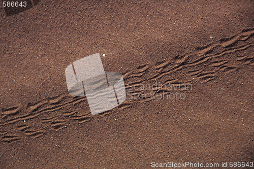 Image of Lizardtracks in desert.