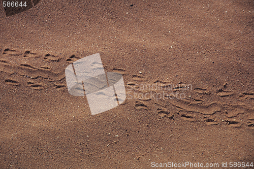 Image of Lizardtracks in desert