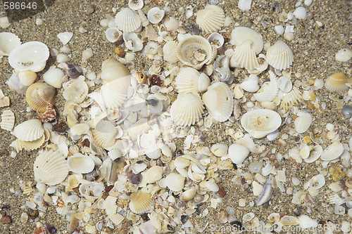 Image of Shells on a beach.