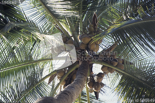 Image of coconuts