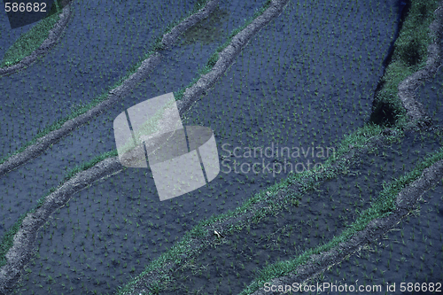 Image of Ricefields