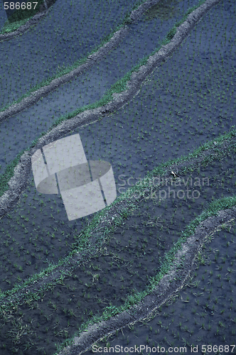 Image of Ricefields