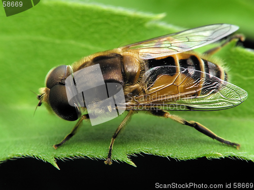 Image of Insect with striped